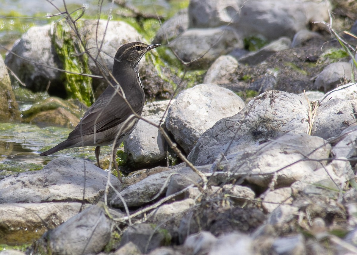 Northern Waterthrush - Darren Pendleton