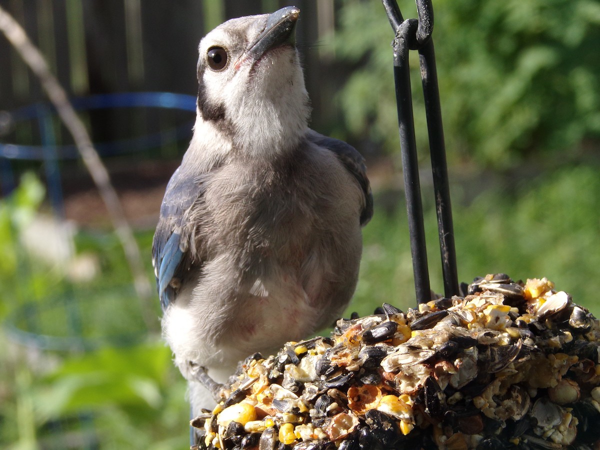 Blue Jay - Texas Bird Family