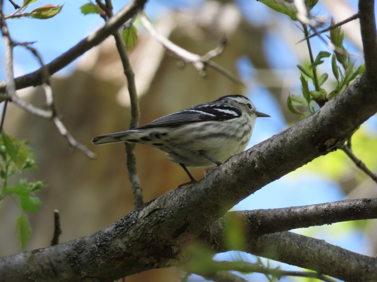 Black-and-white Warbler - Tania Mohacsi