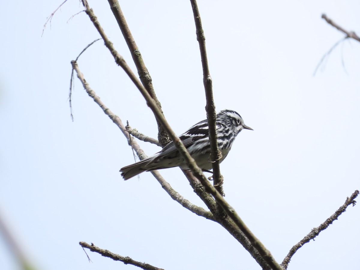 Black-and-white Warbler - Tania Mohacsi