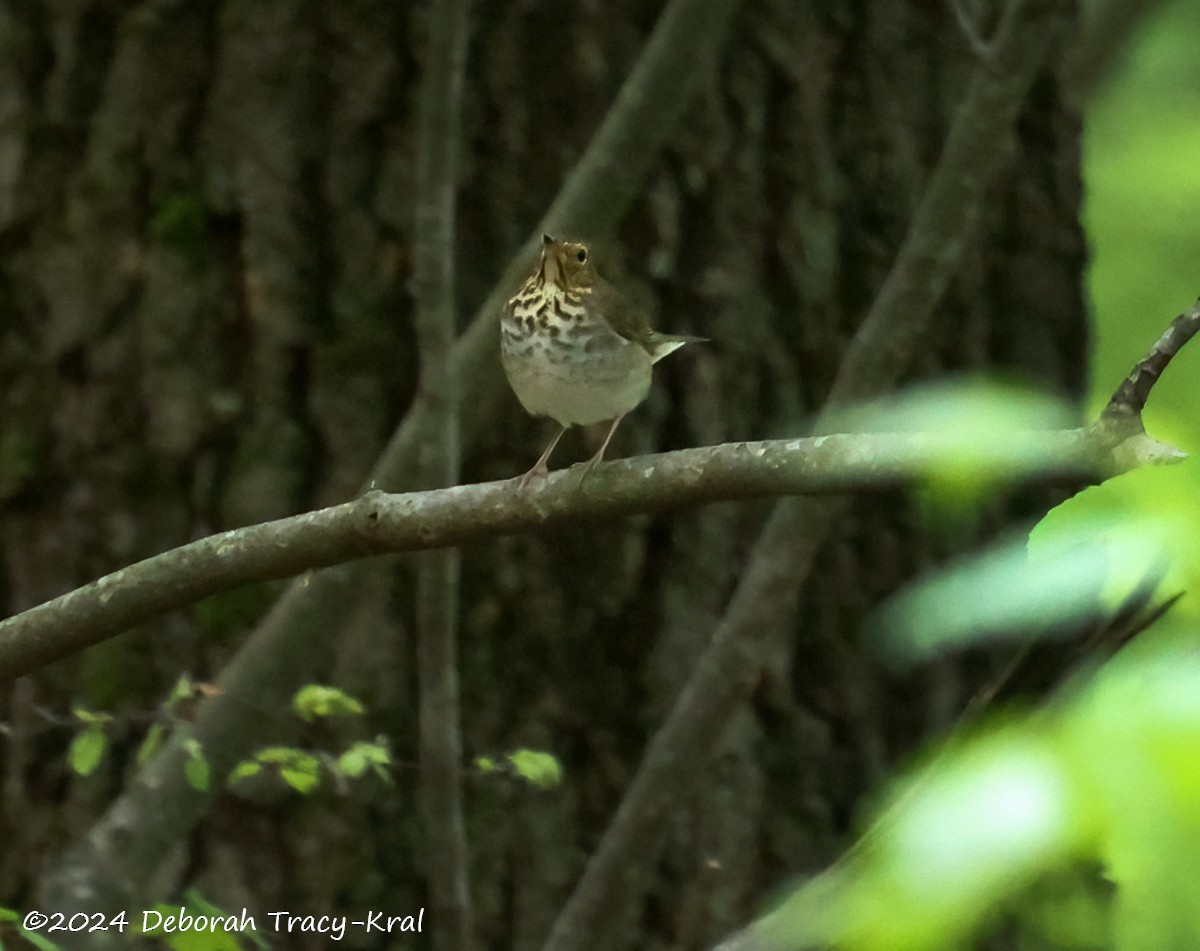 Swainson's Thrush - ML618786488