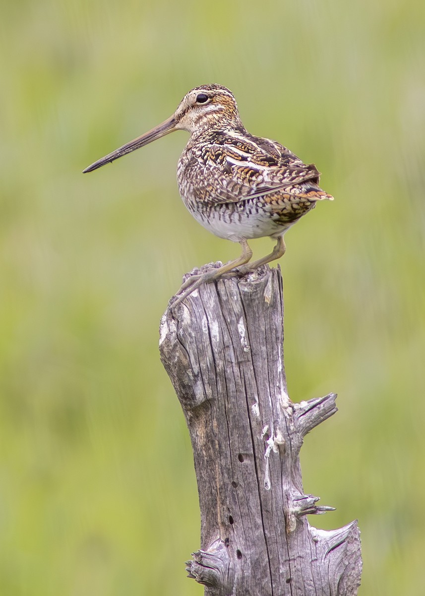 Wilson's Snipe - ML618786492