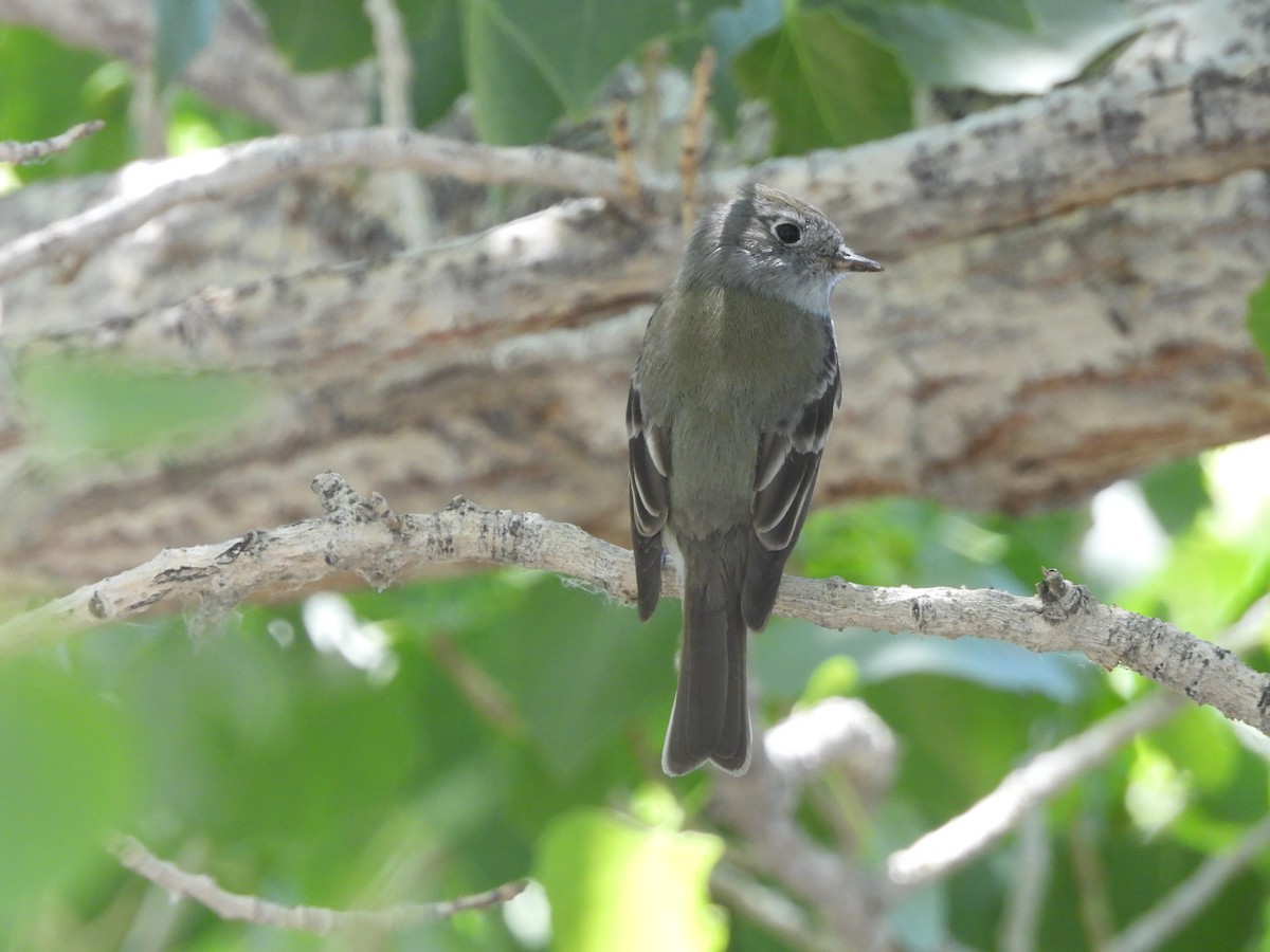 Hammond's Flycatcher - ML618786497