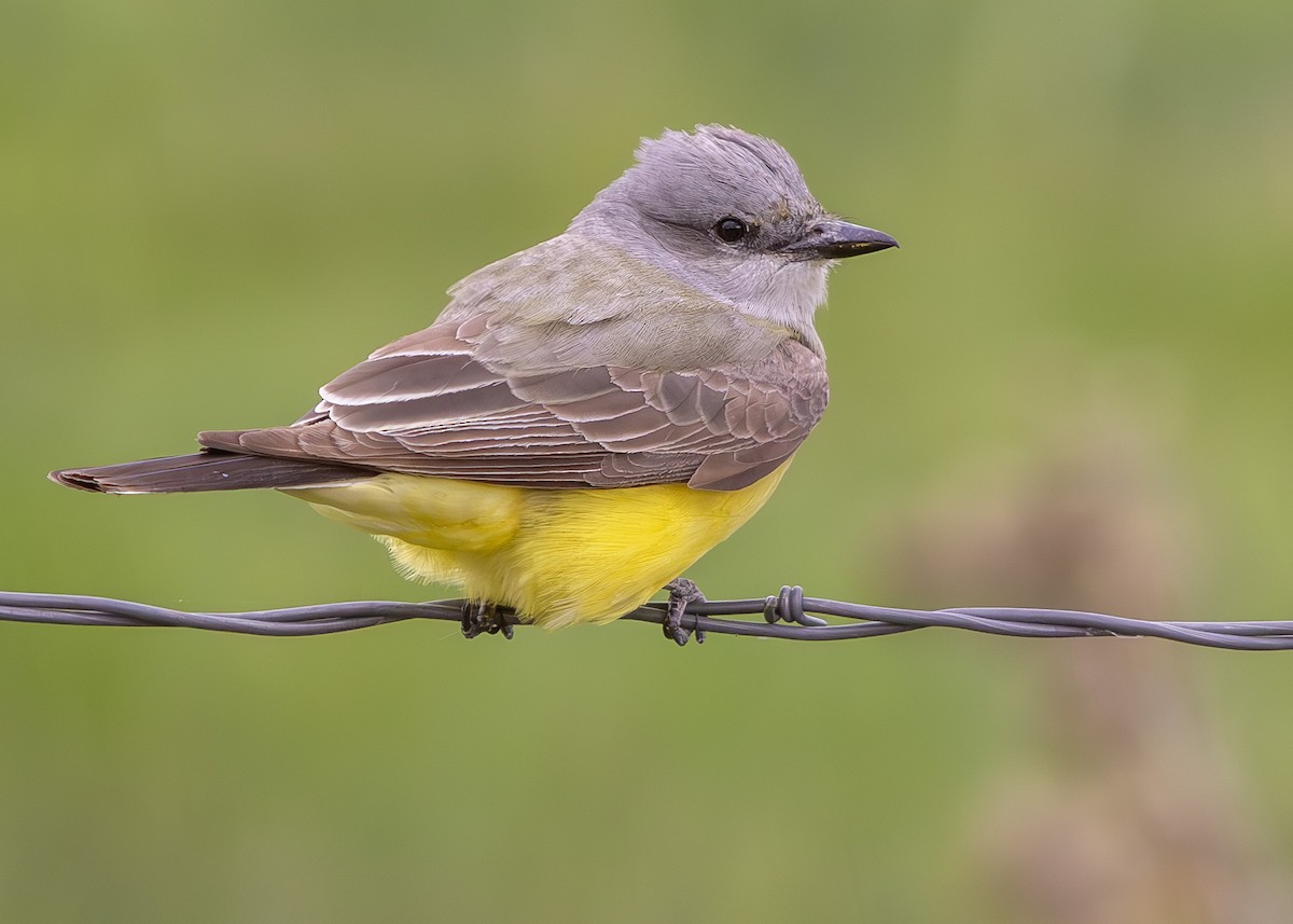 Western Kingbird - ML618786500