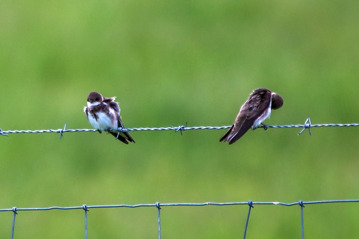 Bank Swallow - Kerry Bell