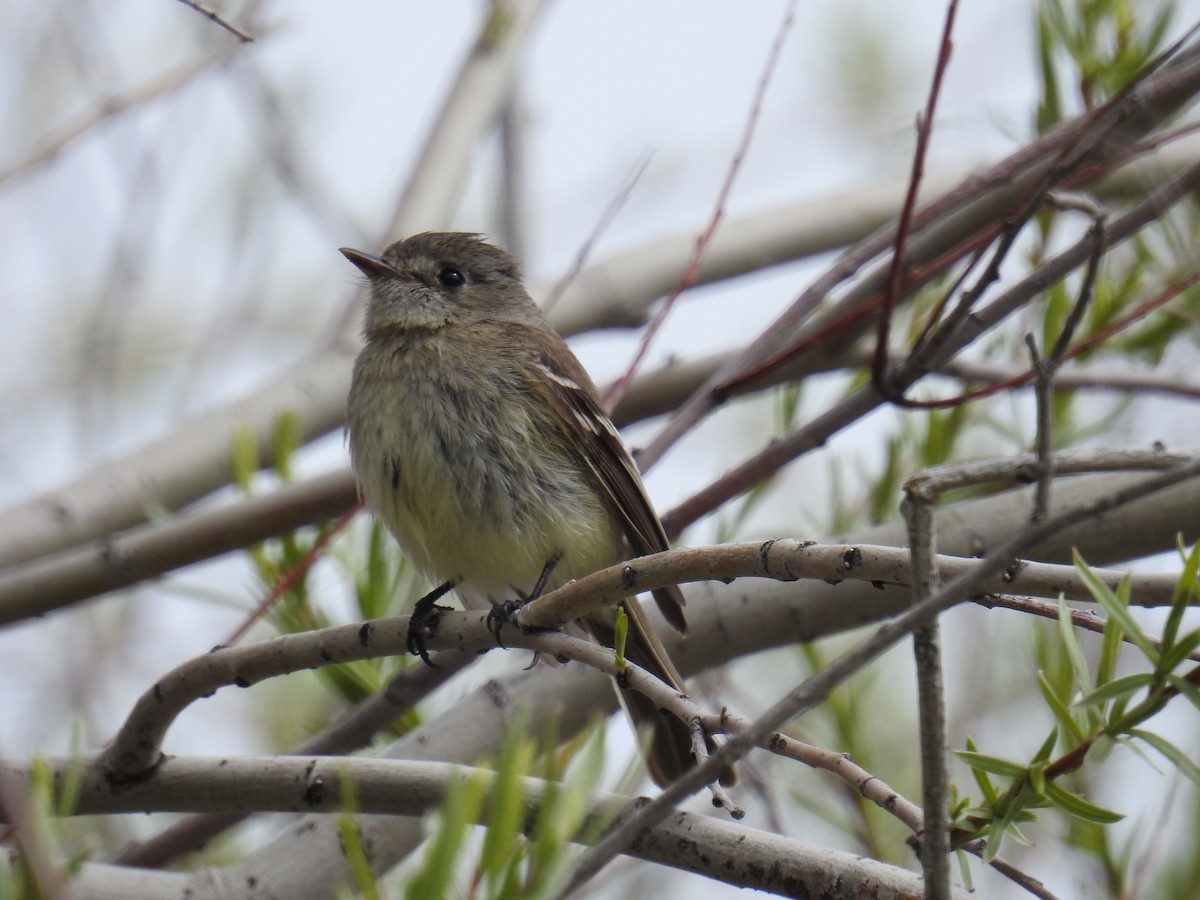 new world flycatcher sp. - Linda Milam