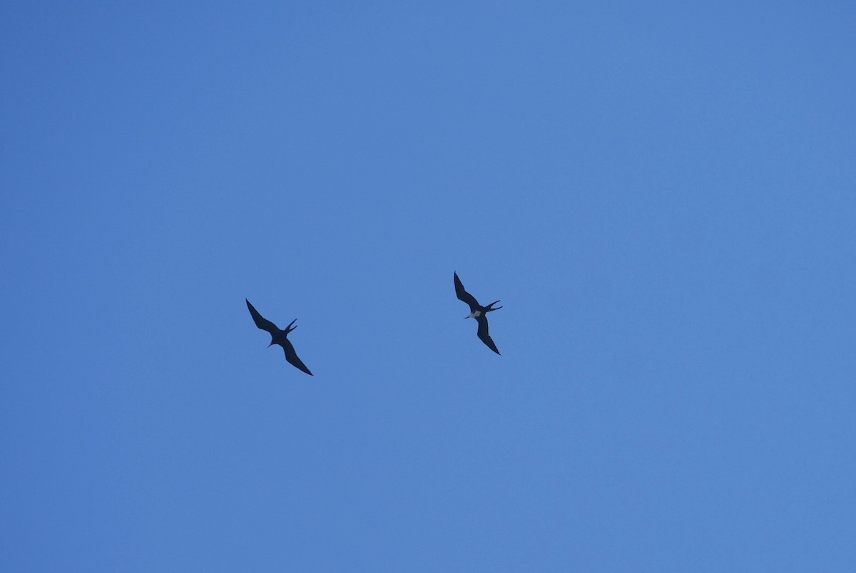 Magnificent Frigatebird - Jake Streets