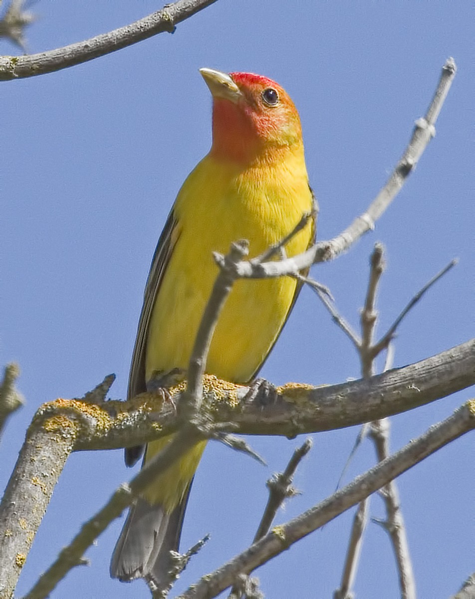 Western Tanager - Peter LaTourrette