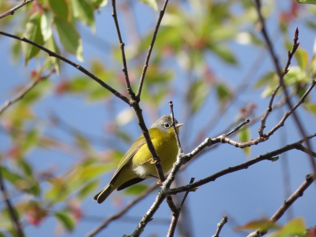 Nashville Warbler - Tania Mohacsi