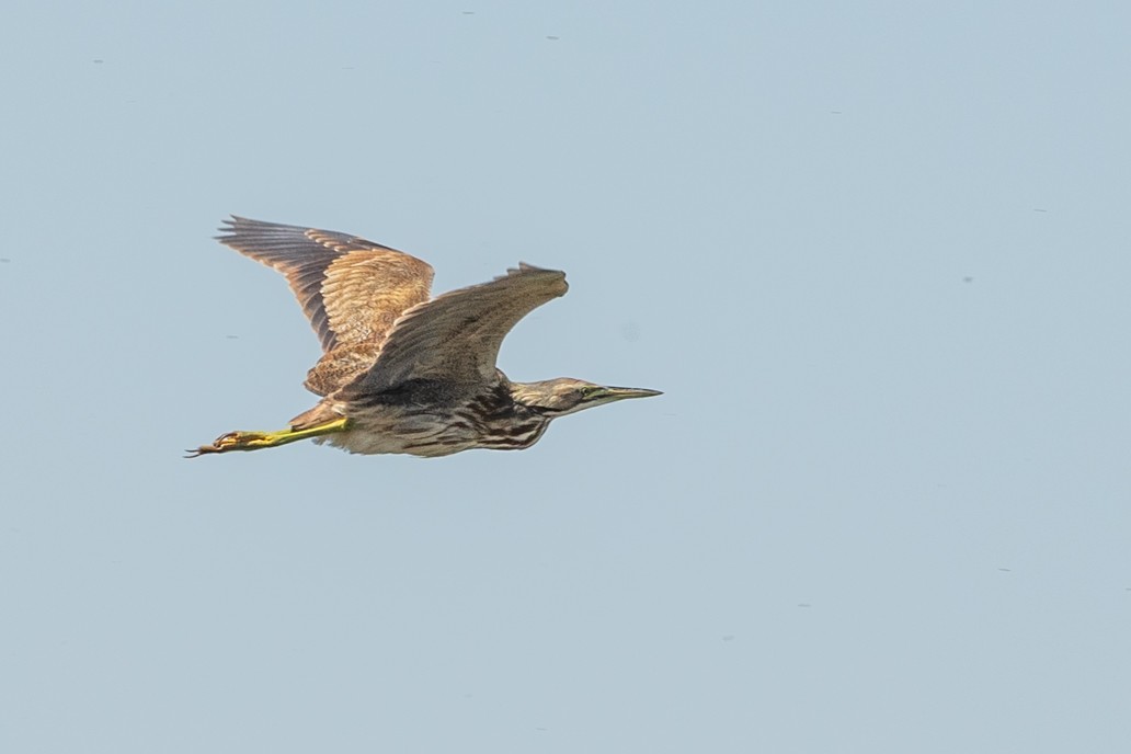 American Bittern - Kathryn McGiffen