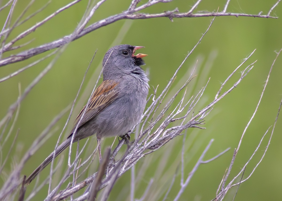 Black-chinned Sparrow - Darren Pendleton