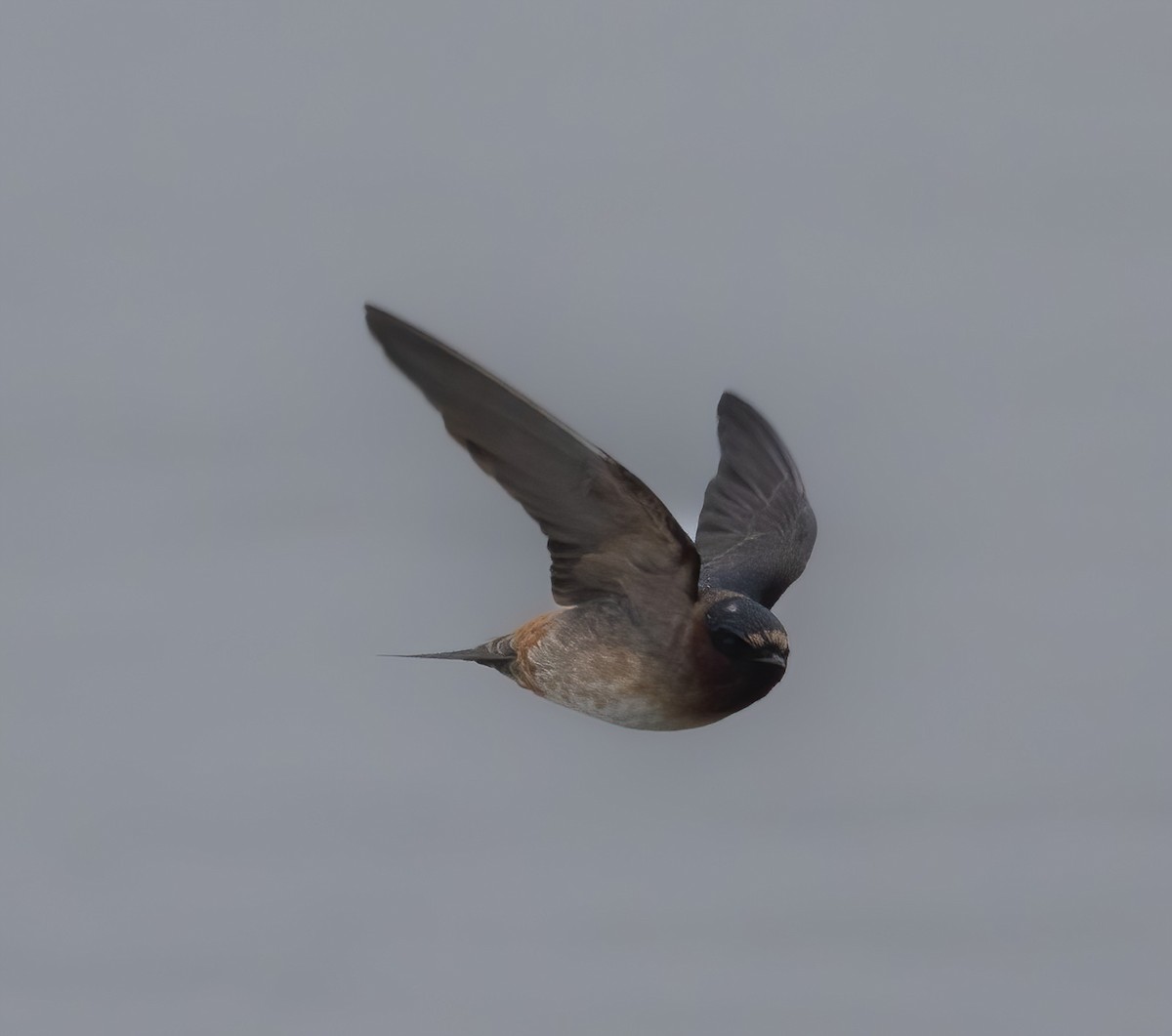 Cliff Swallow - Josh Cooper