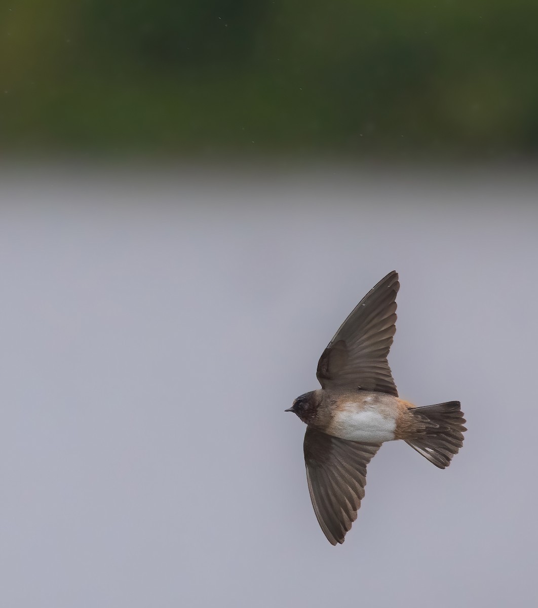 Cliff Swallow - Josh Cooper