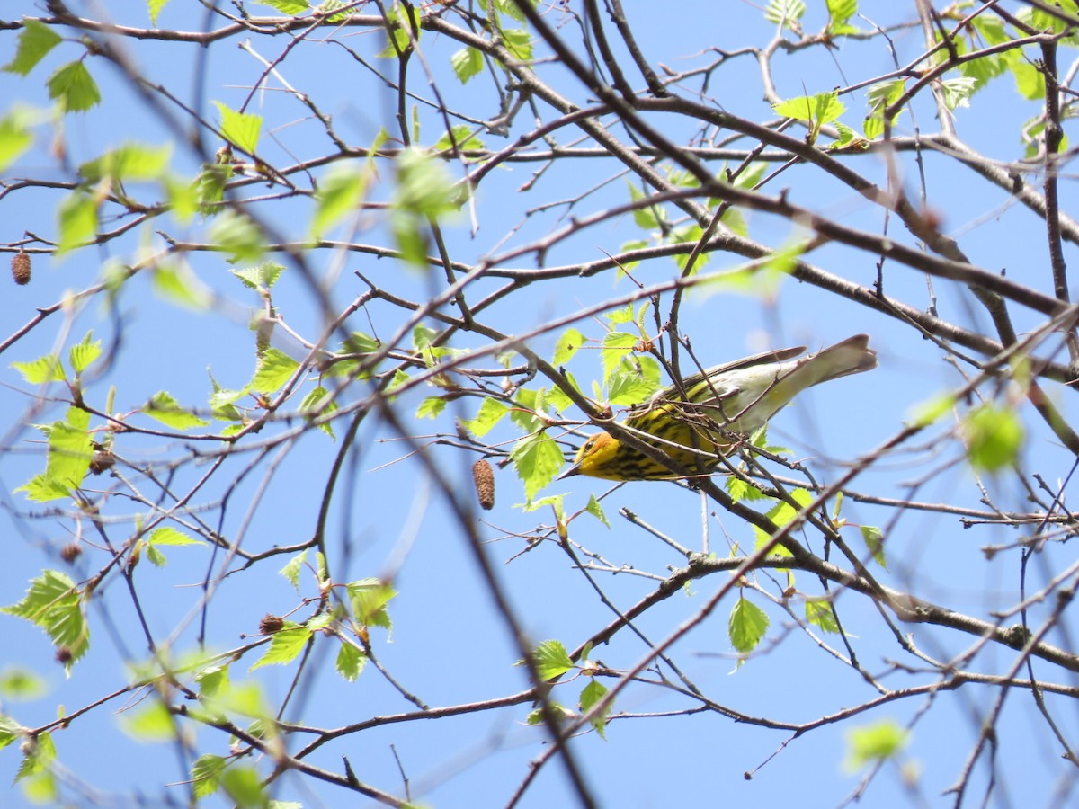 Cape May Warbler - Tania Mohacsi