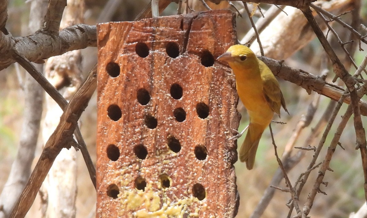 Summer Tanager - Karen Goodger