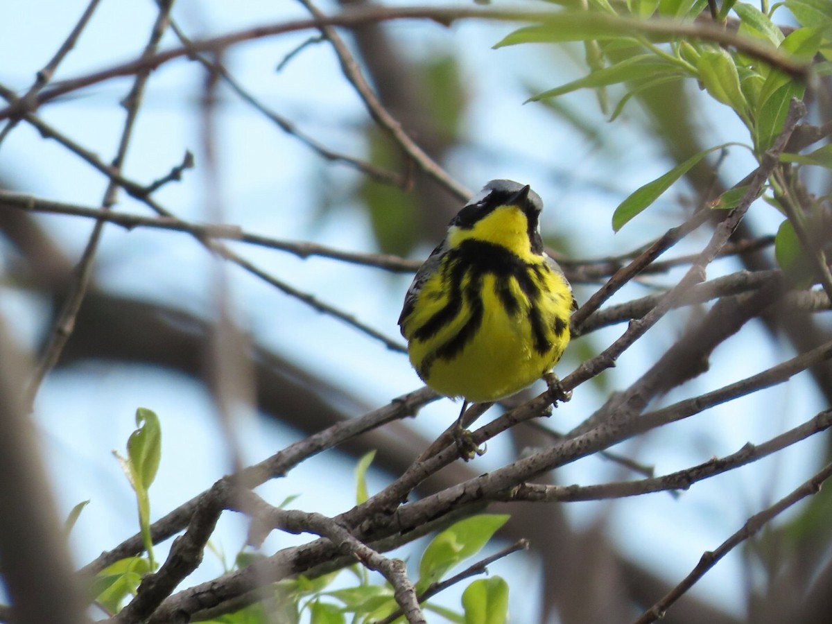 Magnolia Warbler - Tania Mohacsi