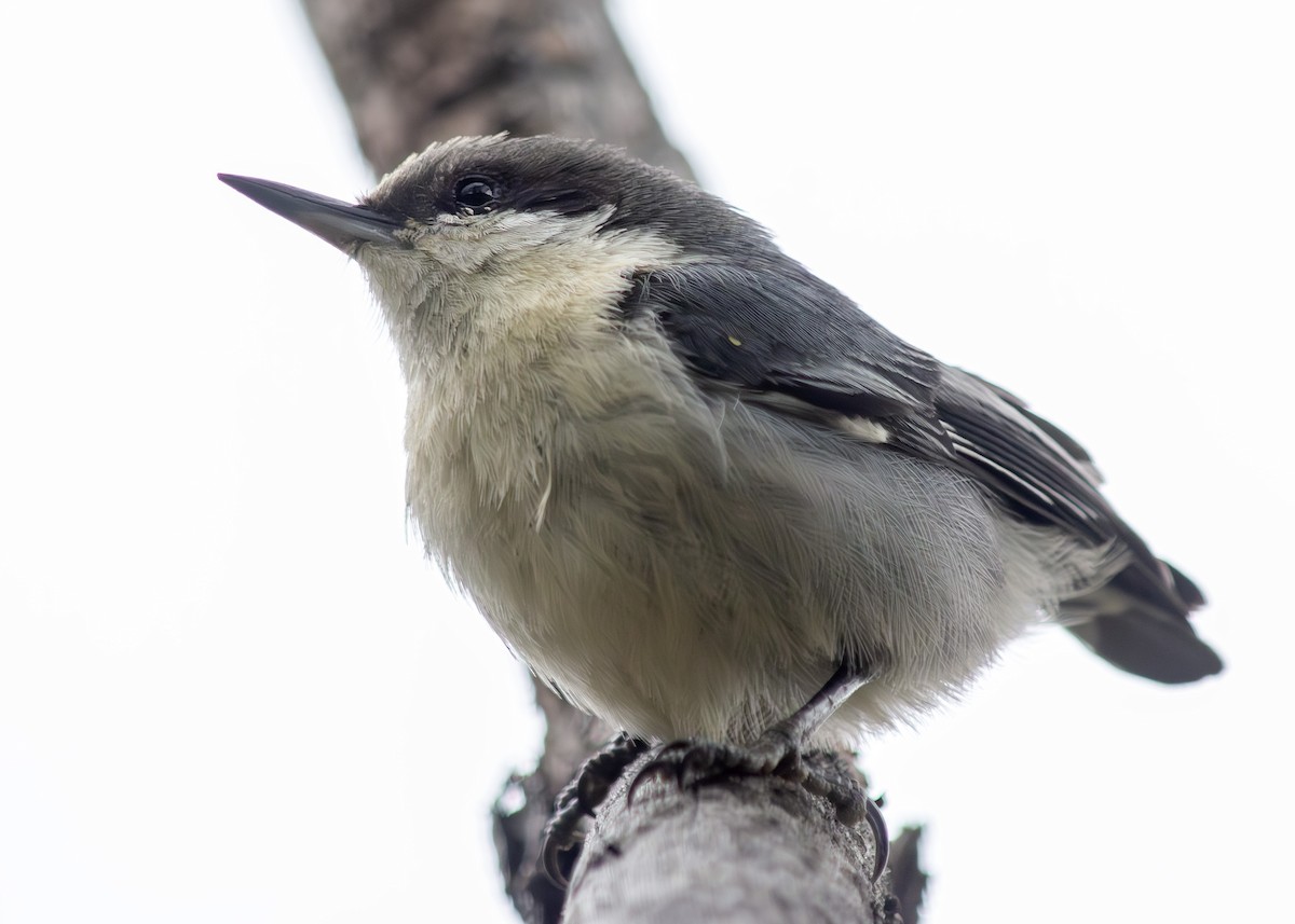 Pygmy Nuthatch - Darren Pendleton