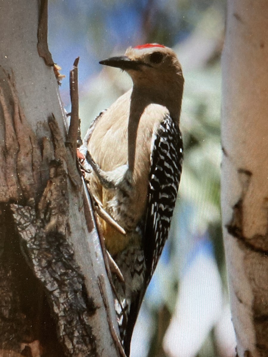 Gila Woodpecker - Cindy Baisden