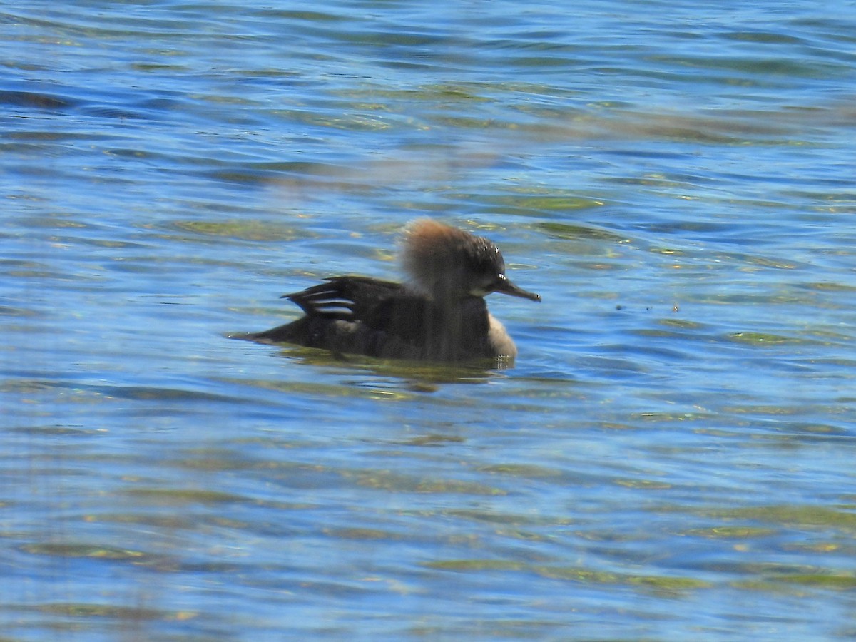 Hooded Merganser - ML618786603