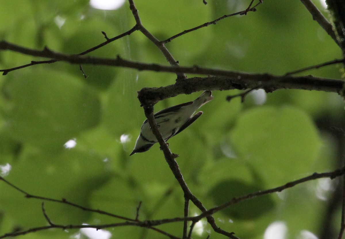 Blauwaldsänger - ML618786605