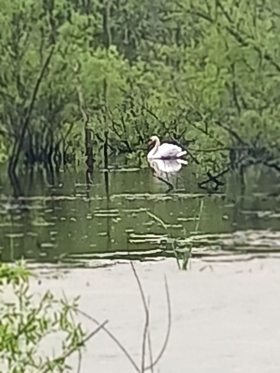 Mute Swan - ML618786609