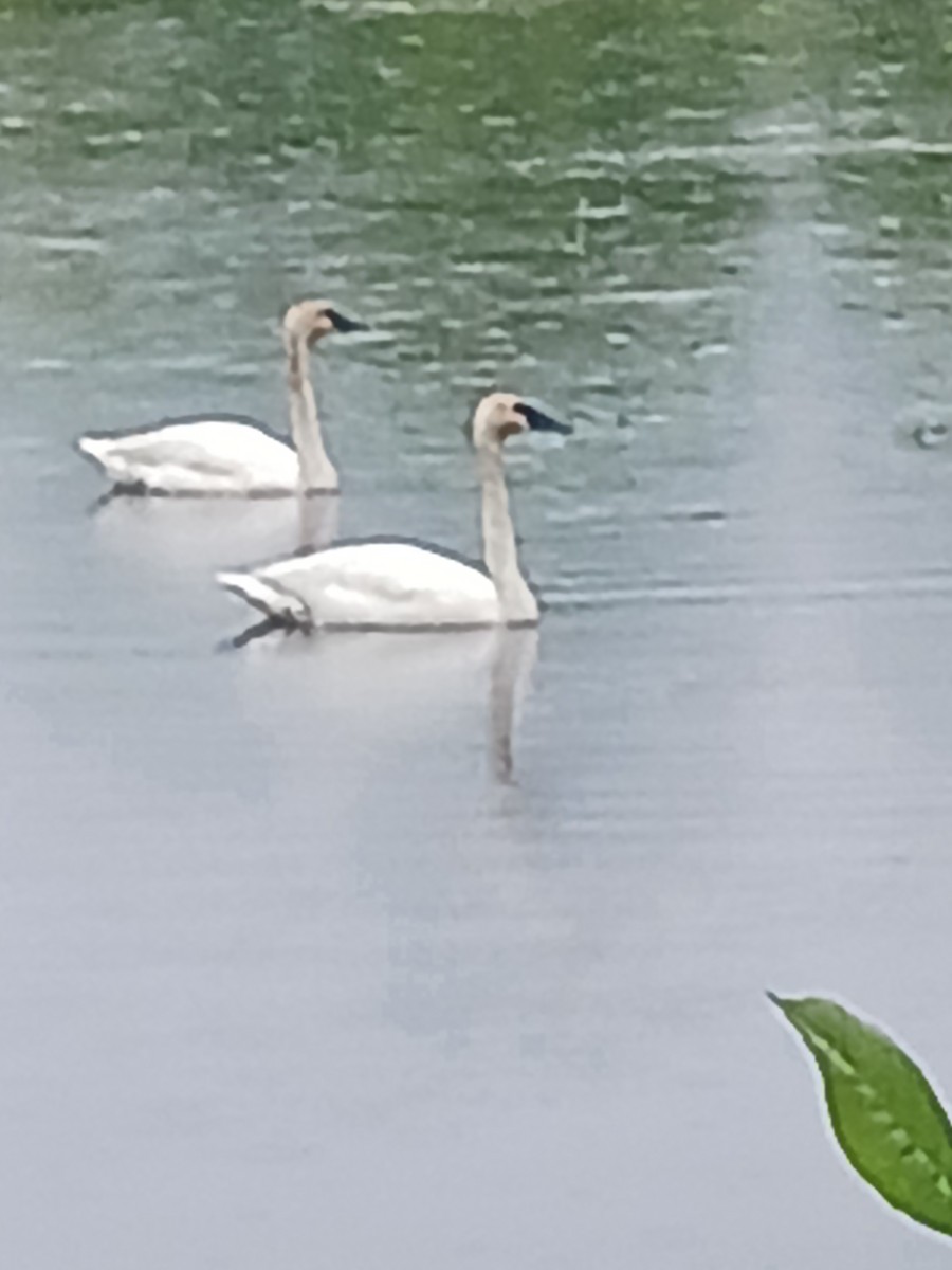 Trumpeter Swan - ML618786633