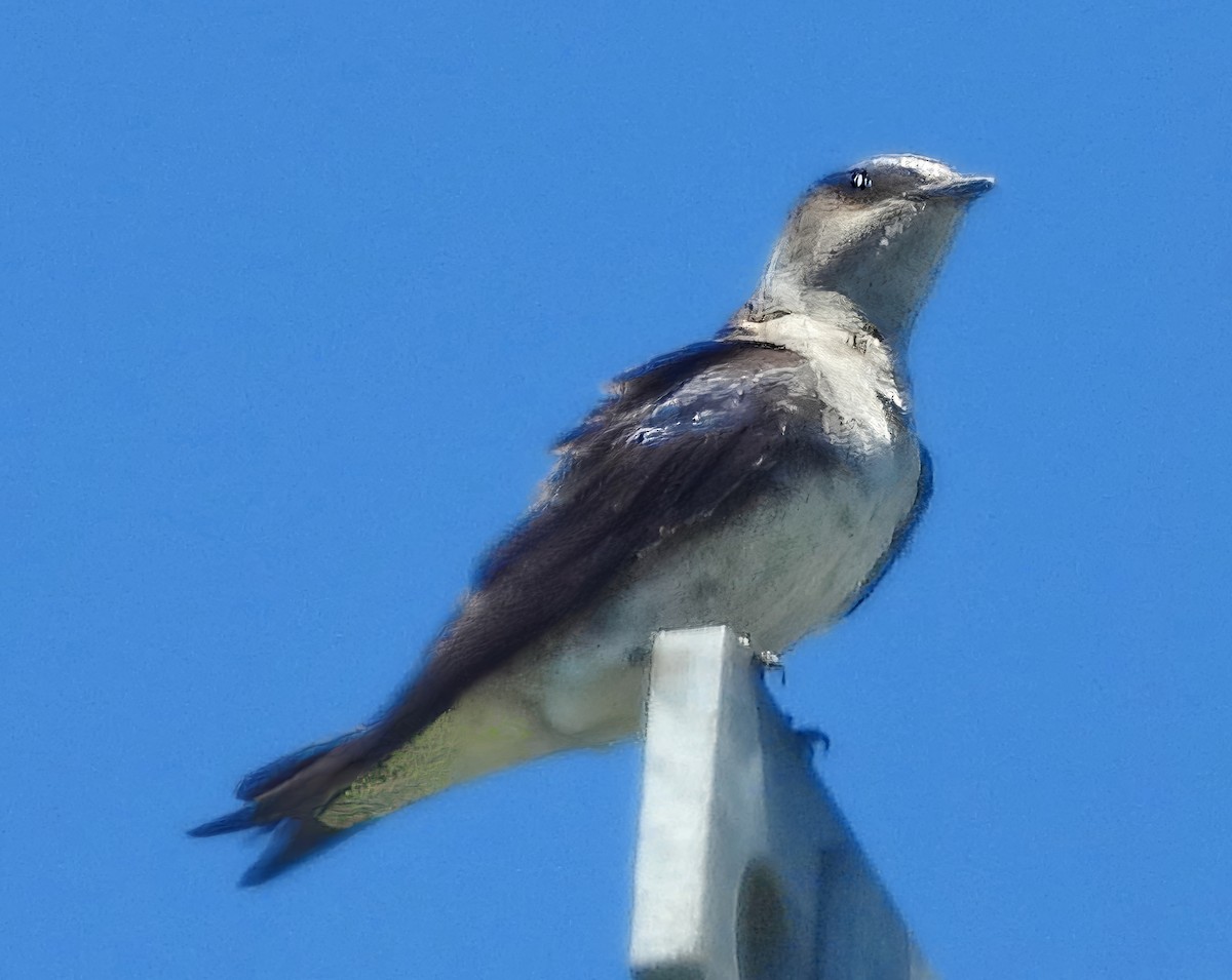 Purple Martin - Barbara Dye