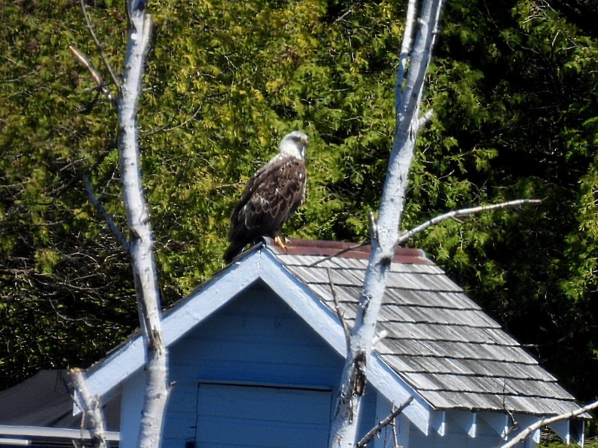 Bald Eagle - Melody Walsh