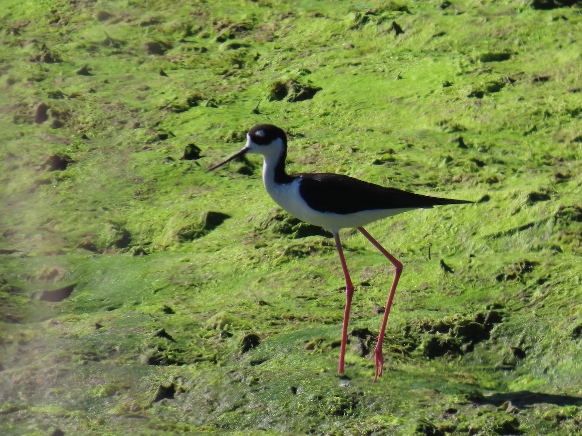 Cigüeñuela Cuellinegra - ML618786678