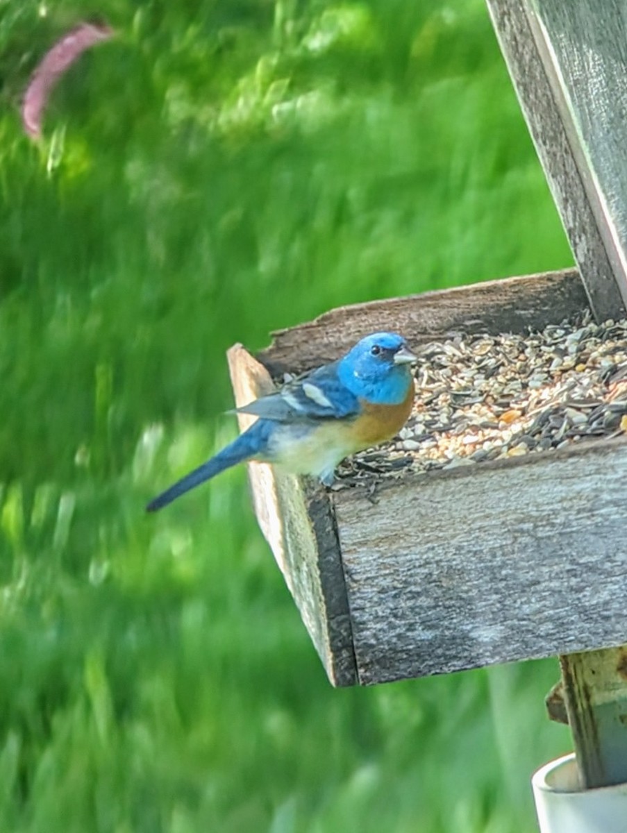 Lazuli Bunting - Christian Hawn