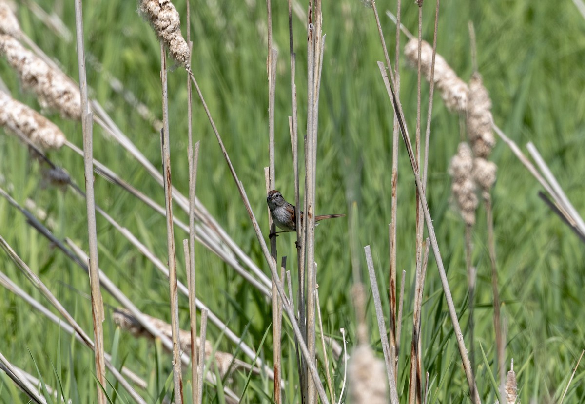 Swamp Sparrow - ML618786687