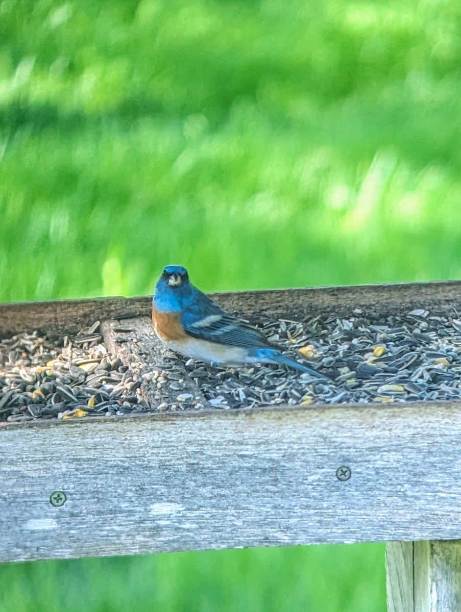 Lazuli Bunting - ML618786690