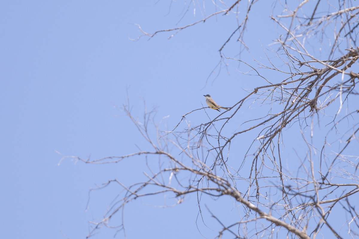 Thick-billed Kingbird - Michael Sadat