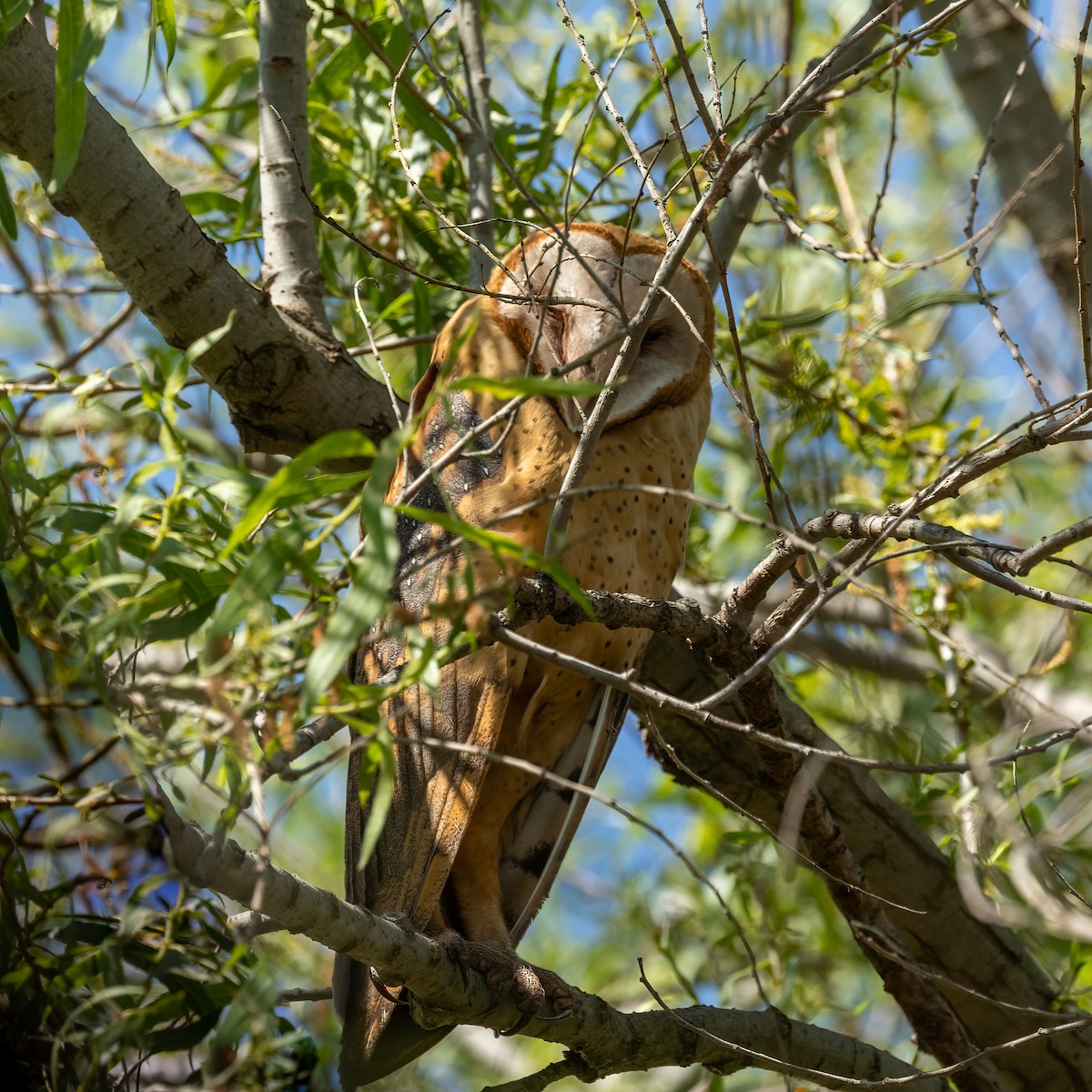 Barn Owl - Kathryn McGiffen