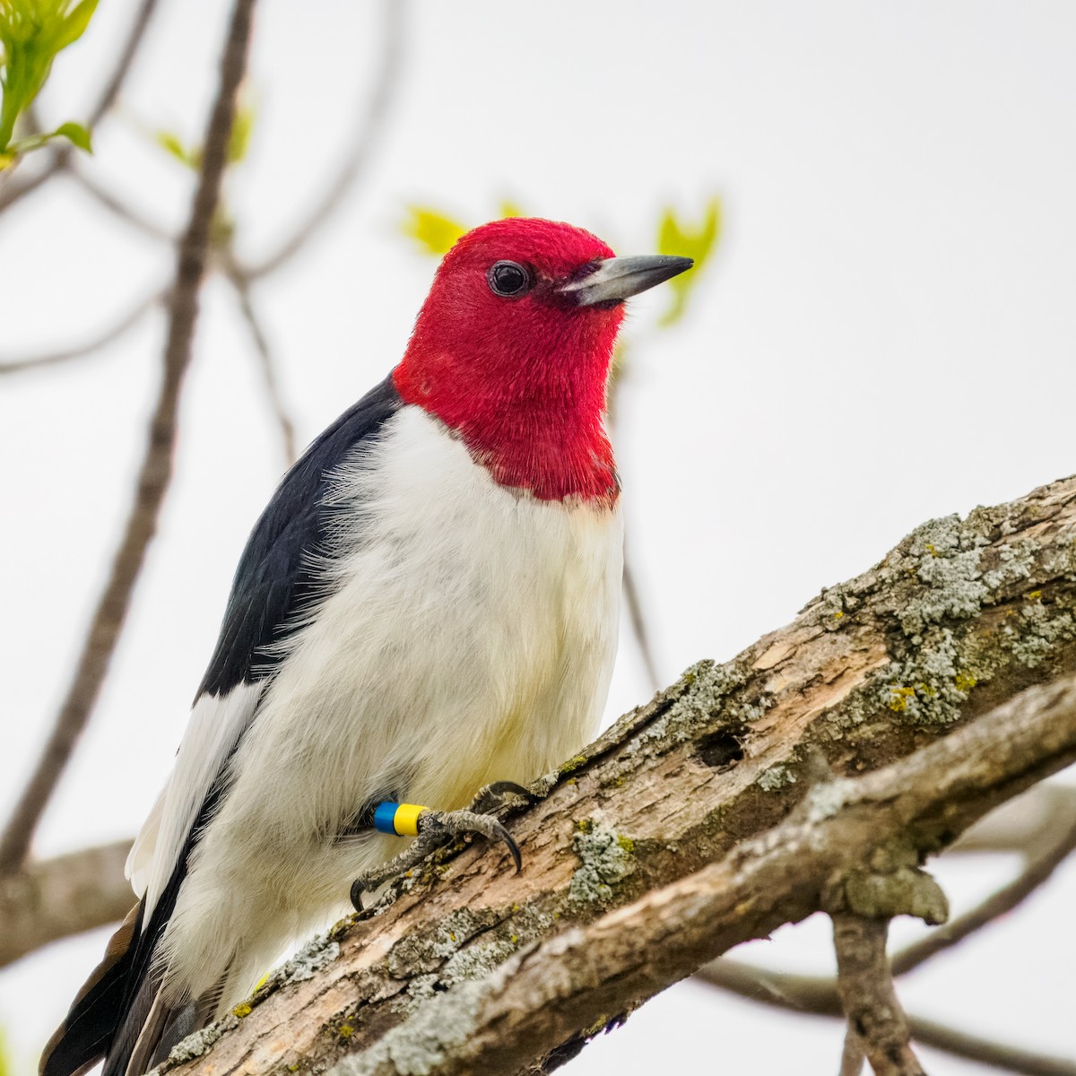Red-headed Woodpecker - Steven Meisel