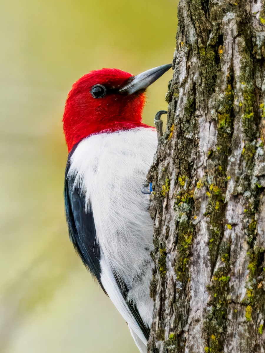 Red-headed Woodpecker - ML618786770