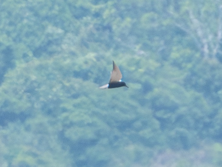 Black Tern - ML618786777