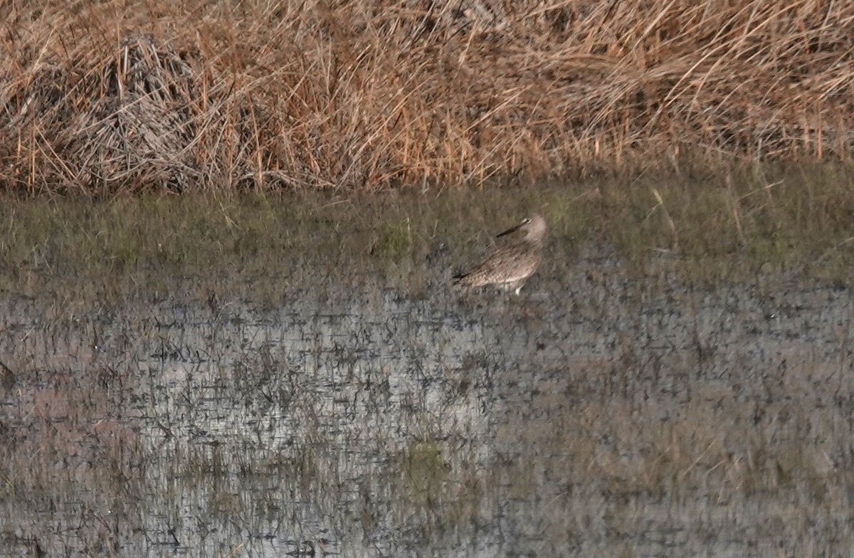 Willet - Diane Stinson