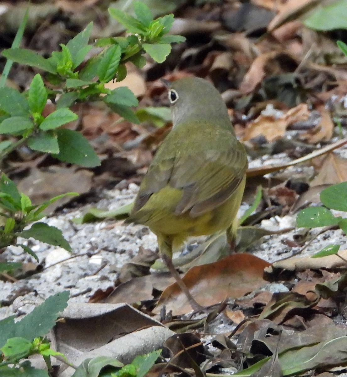 Connecticut Warbler - Mark Penkower