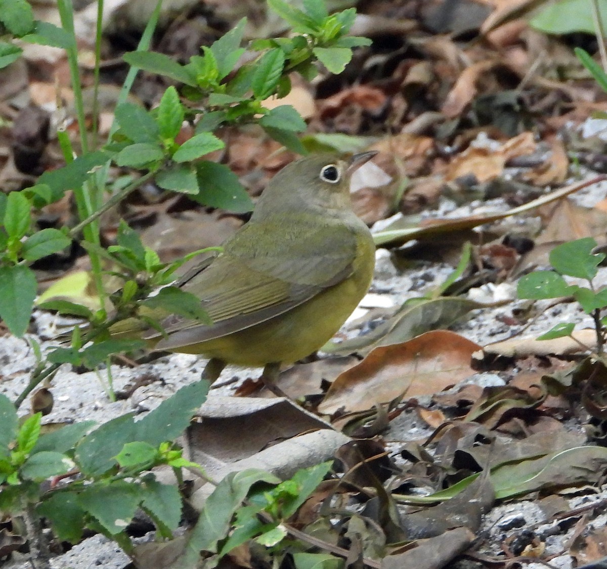 Connecticut Warbler - Mark Penkower