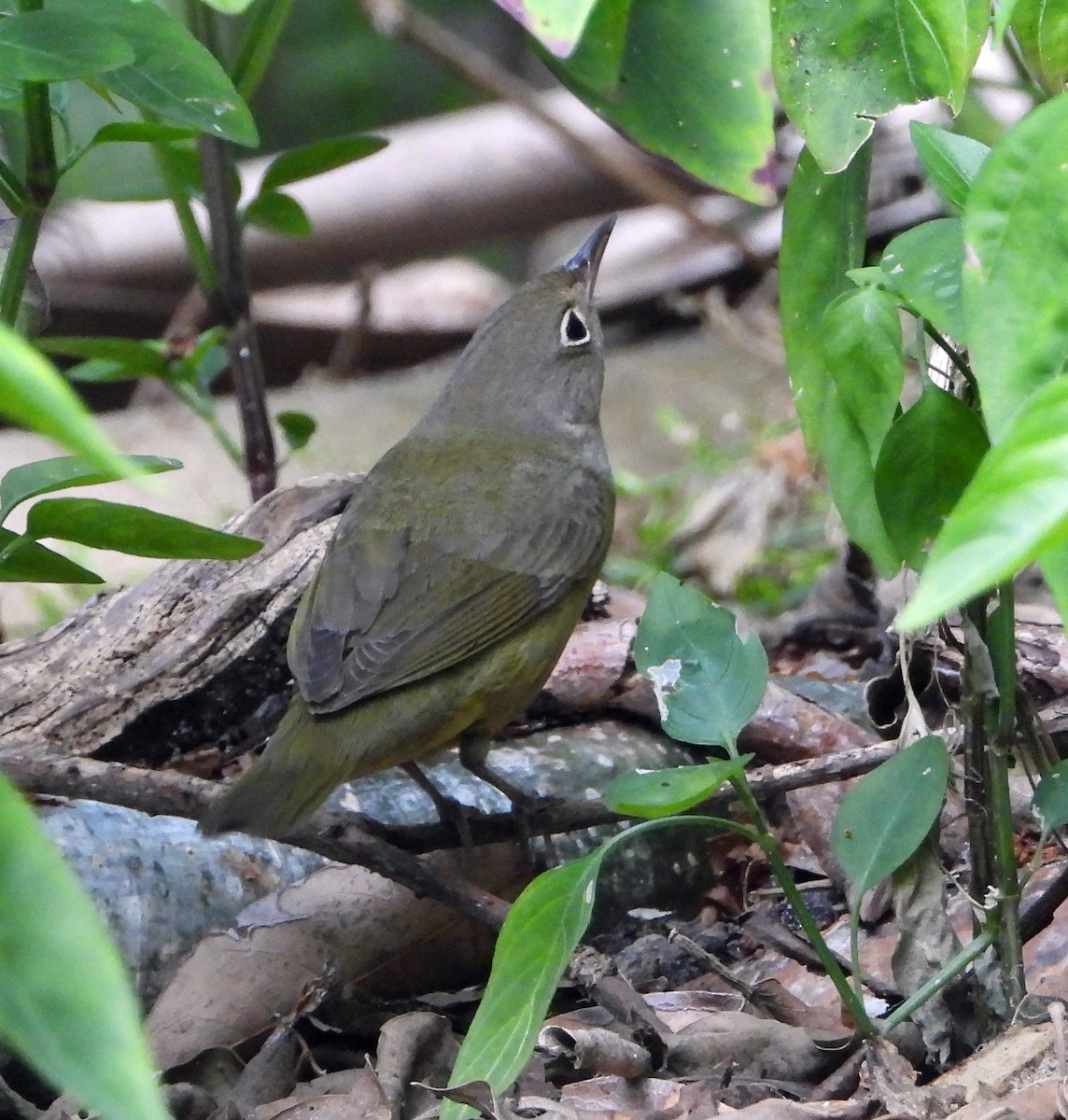 Connecticut Warbler - Mark Penkower