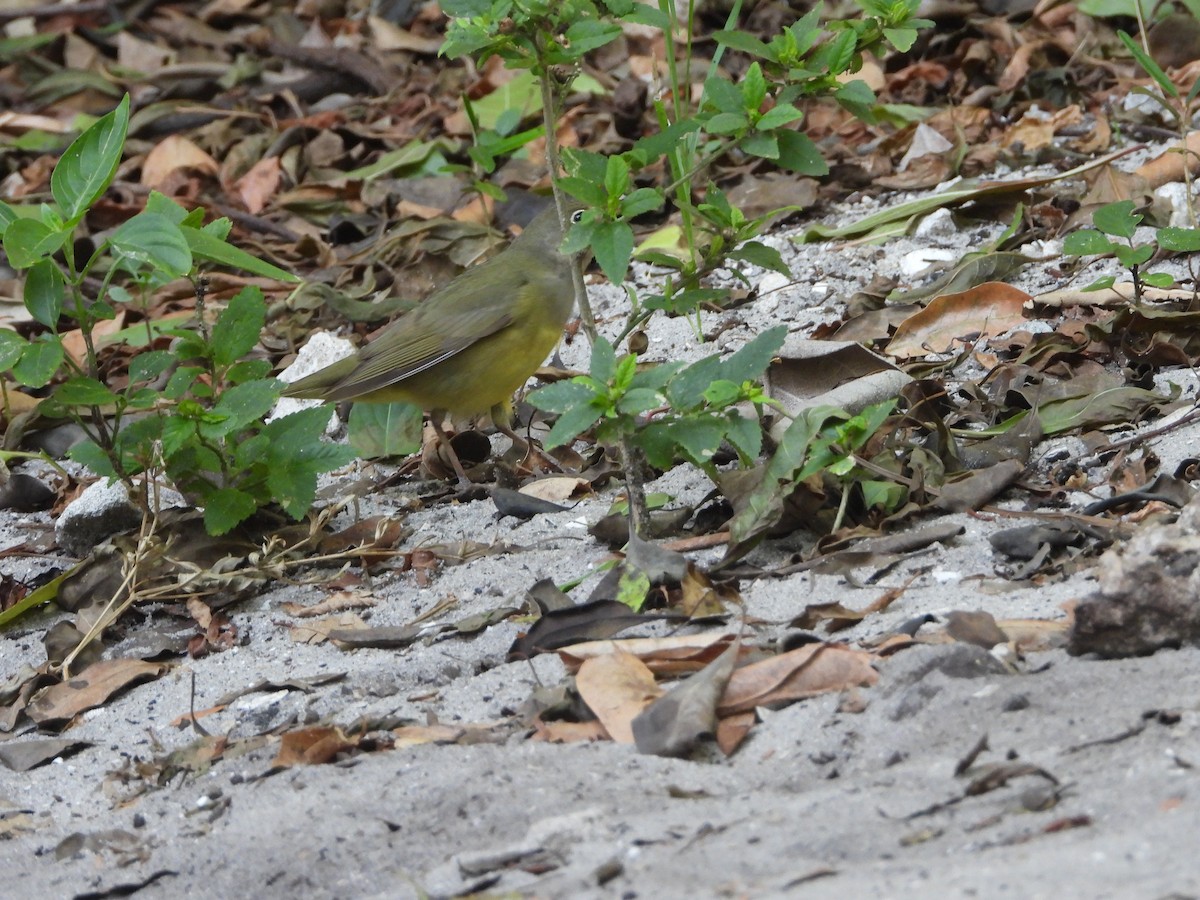 Connecticut Warbler - Mark Penkower