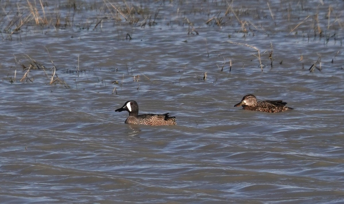 Blue-winged Teal - Diane Stinson