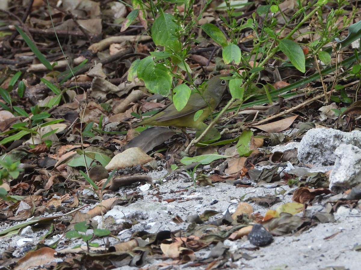 Connecticut Warbler - Mark Penkower