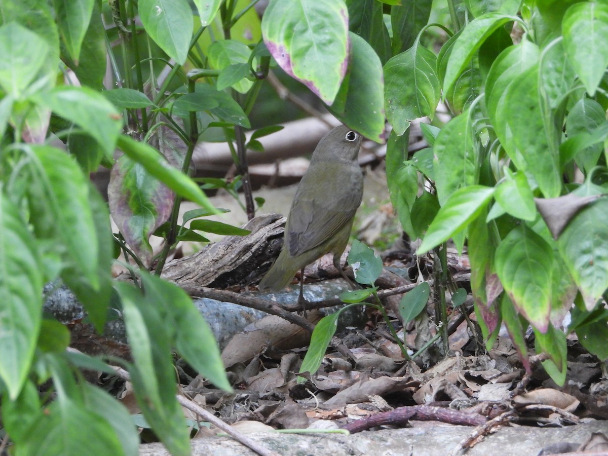 Connecticut Warbler - Mark Penkower