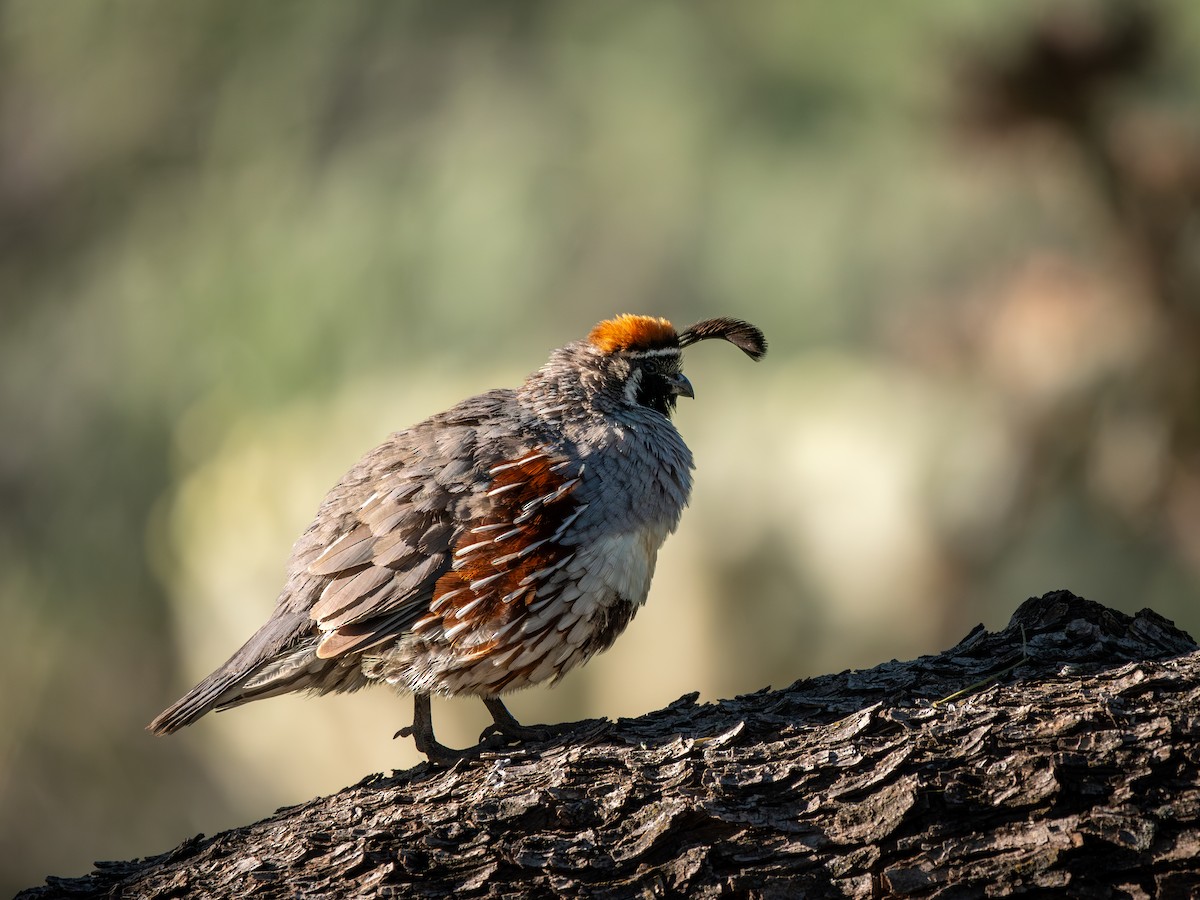 Gambel's Quail - Ken Ferguson