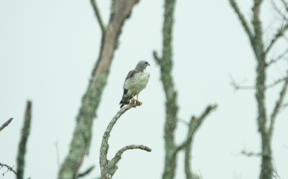 White-tailed Hawk - Steven Nelson