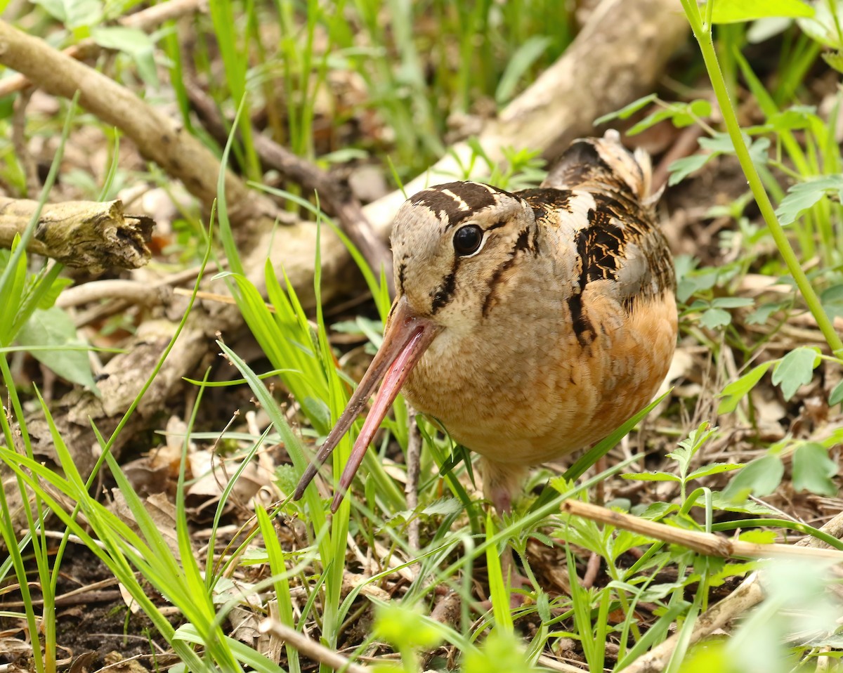 American Woodcock - Thomas Smith