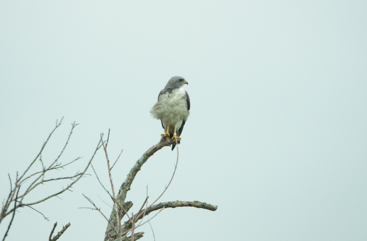 White-tailed Hawk - ML618786853