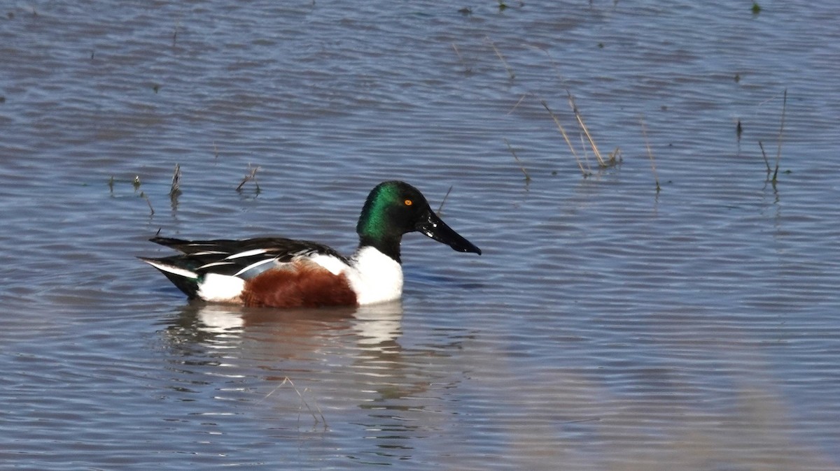 Northern Shoveler - Diane Stinson